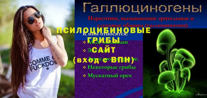 Псилоцибиновые грибы Cubensis  где найти   Мышкин 